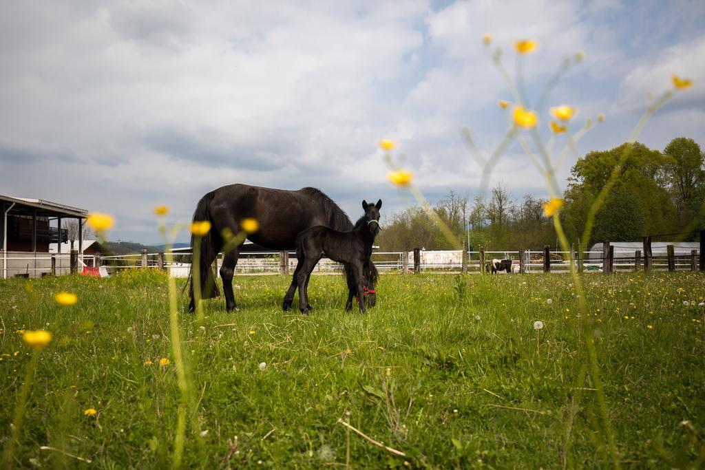 Agriturismo Jesson Rosamund カントゥ エクステリア 写真